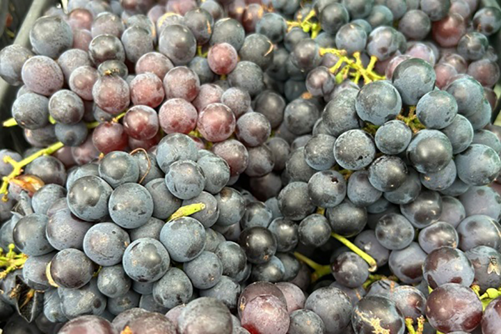 Foto: Divulgação Emater/RS-Ascar